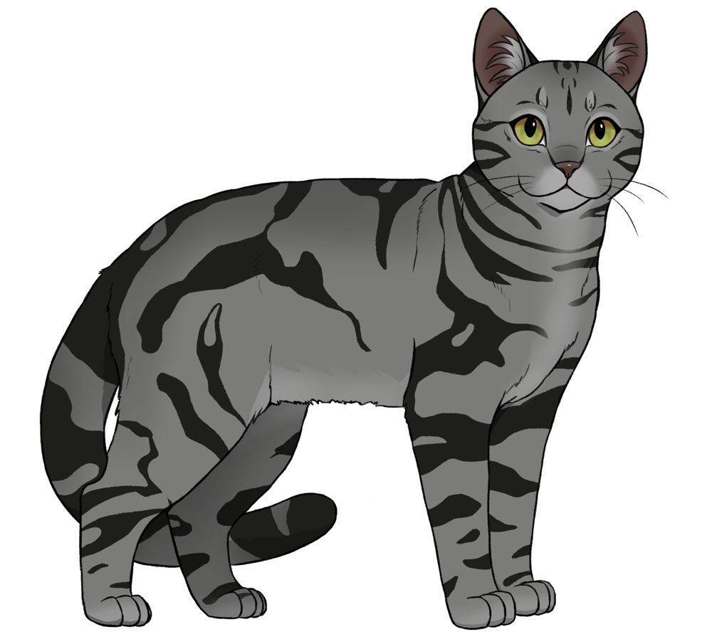 American Shorthair cat breed in the Catmaster breeding game